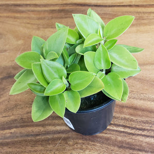 Live Plants - Peperomia Pixie Lime