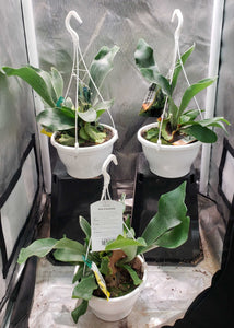 Live Plants - Staghorn Fern