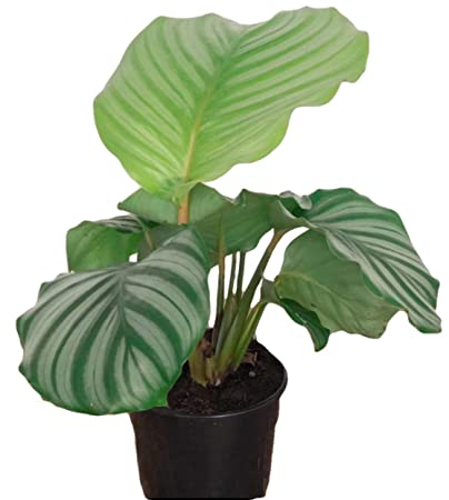 Live Plants - Calathea Orbfolia